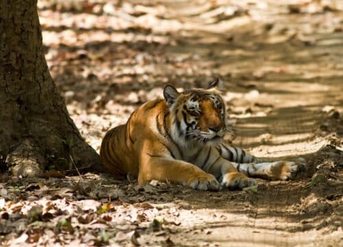 WHERE THE ROAR OF TIGERS HARMONIZES WITH THE WHISPERS OF THE JUNGLE